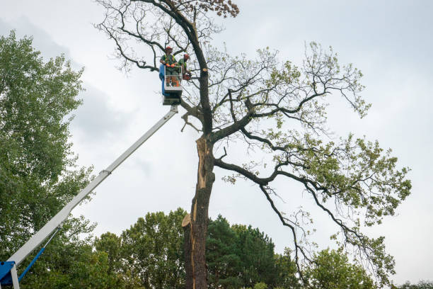 The Steps Involved in Our Tree Care Process in Benavides, TX